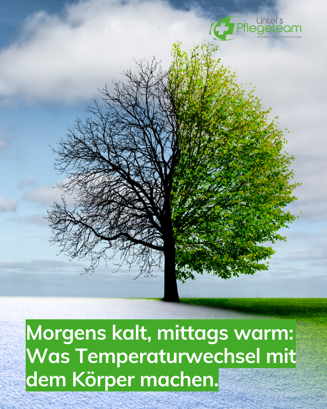 Morgens kalt, mittags warm: Was Temperaturwechsel mit dem Körper machen Auf dem Bild sieht man einen Baum in zwei unterschiedlichen Jahreszeiten, symbolisch für Morgens kalt, mittags warm: Was Temperaturwechsel mit dem Körper machen.